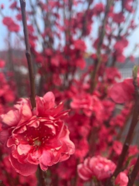 出雲のももの花