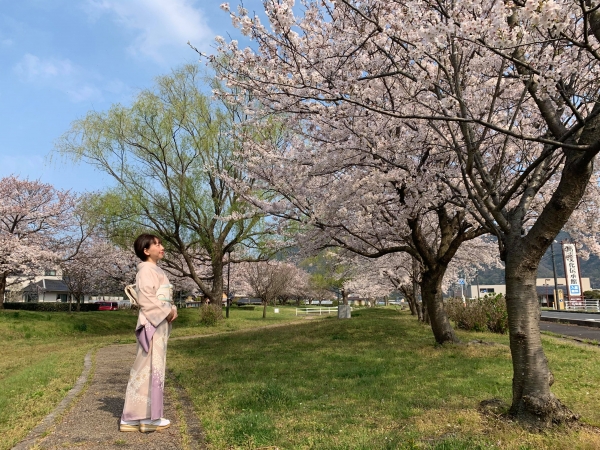 伝承館の桜